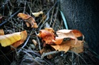 dailyPhoto8